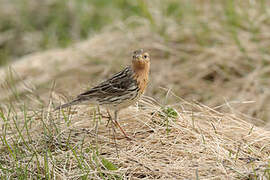 Red-throated Pipit