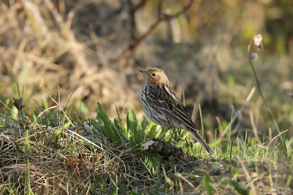 Pipit à gorge rousse