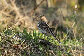 Red-throated Pipit