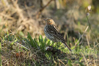 Pipit à gorge rousse