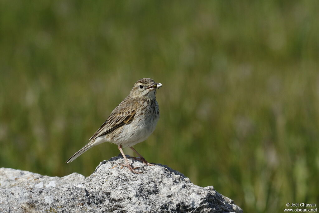 New Zealand Pipit, identification