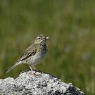 Pipit austral