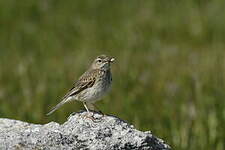 Pipit austral