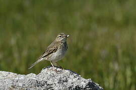 New Zealand Pipit