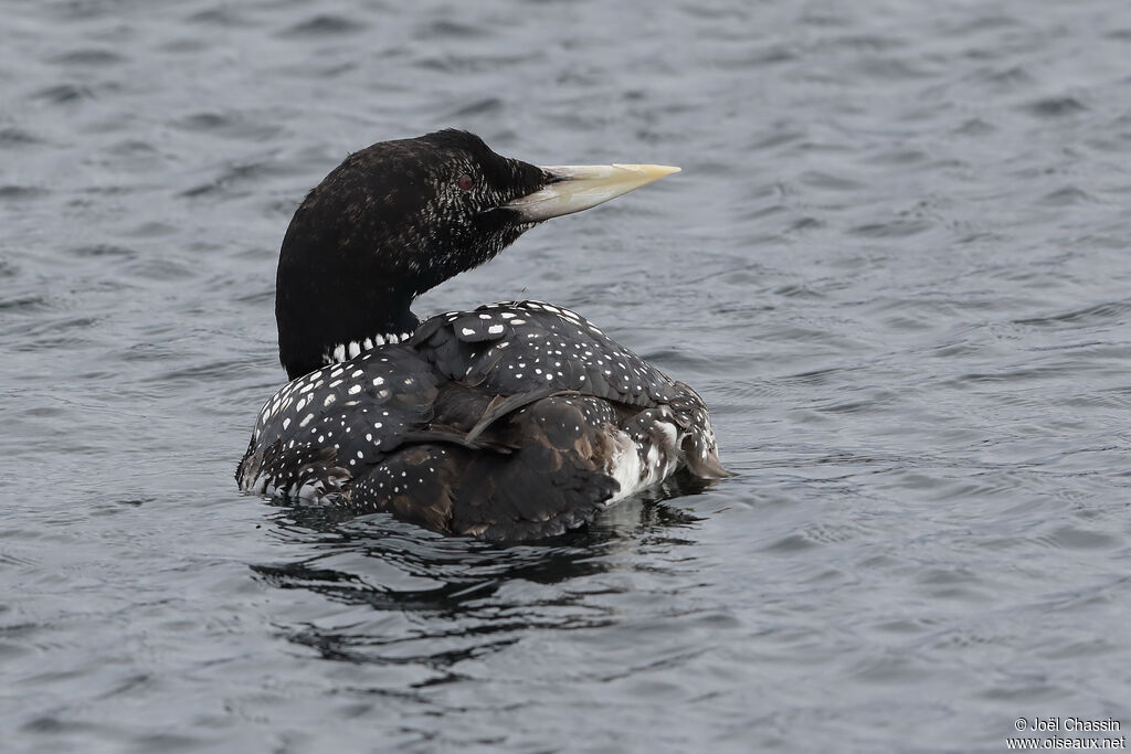 Yellow-billed Loon