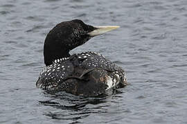 Yellow-billed Loon