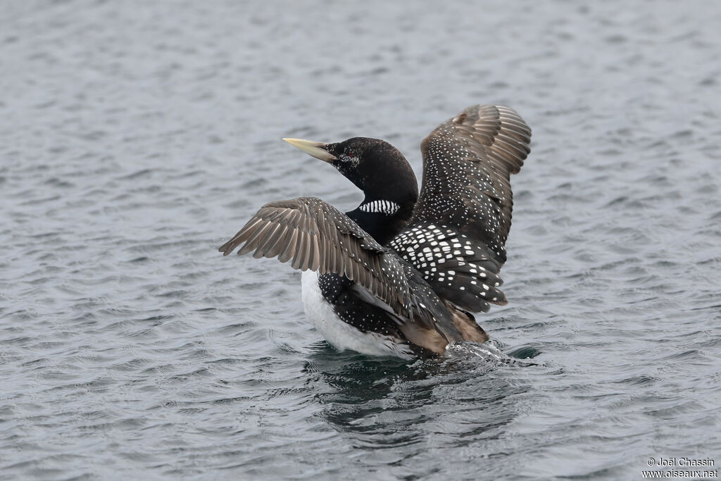 Yellow-billed Loon