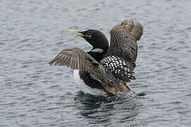 Yellow-billed Loon