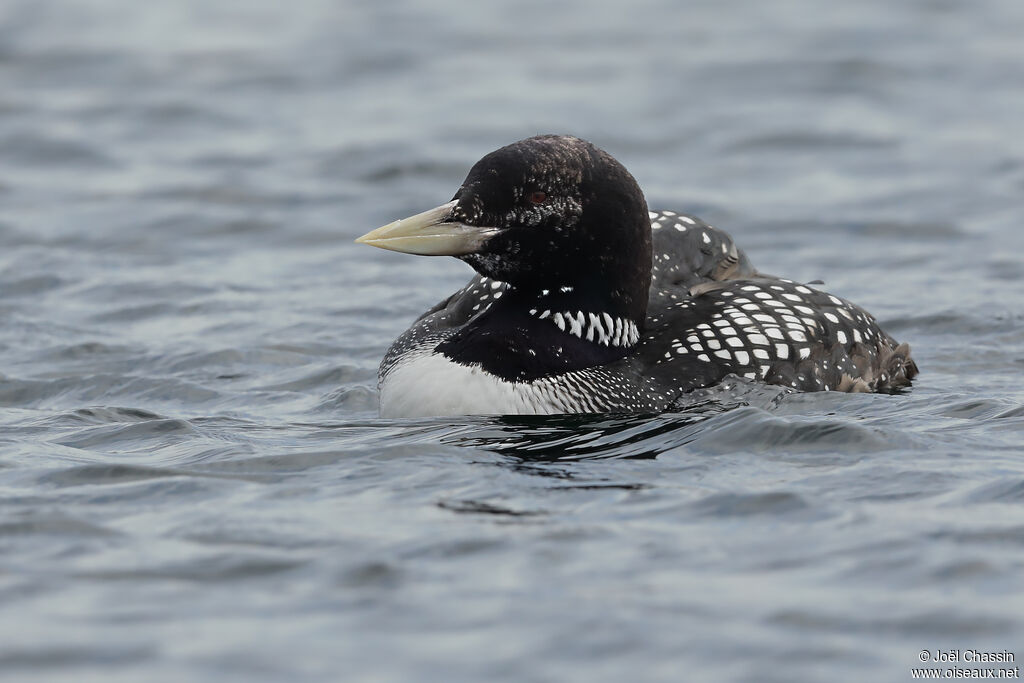 Yellow-billed Loon