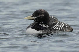 Yellow-billed Loon