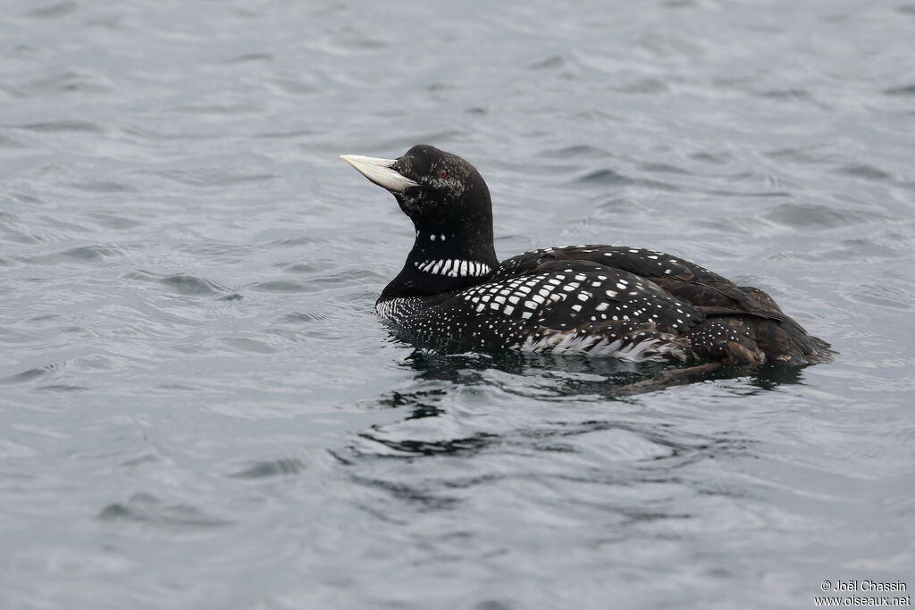 Yellow-billed Loon