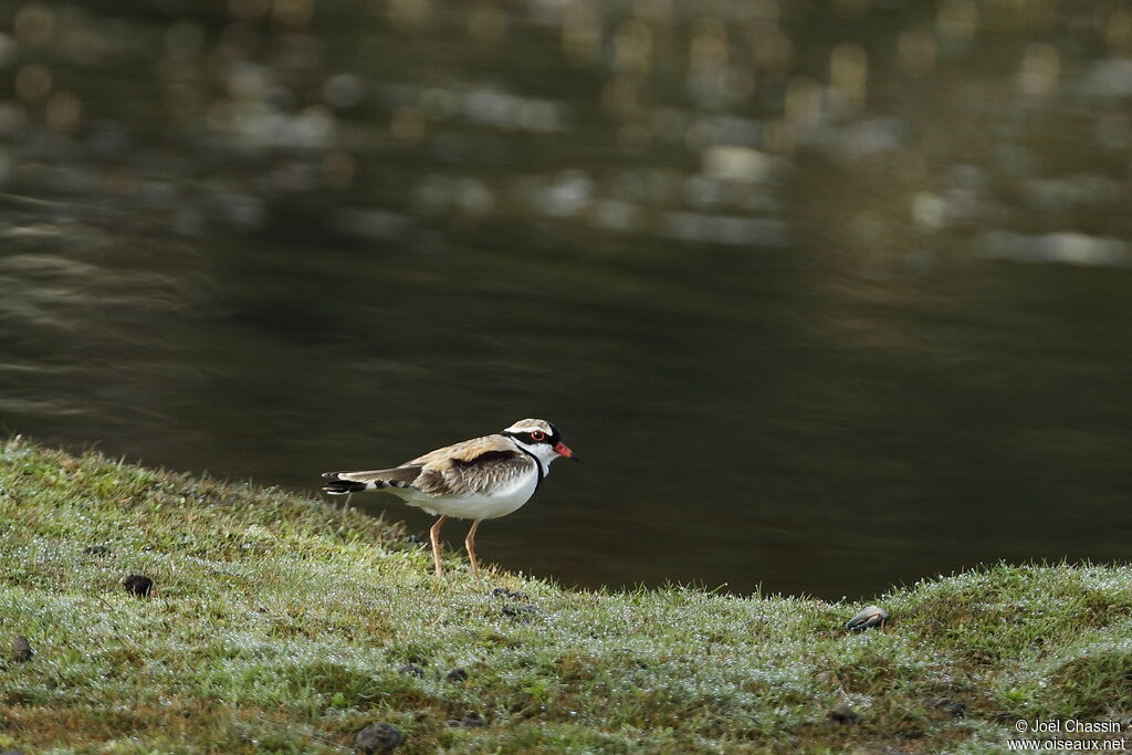 Black-fronted Dotterel, identification