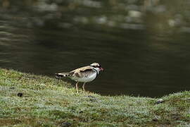 Black-fronted Dotterel