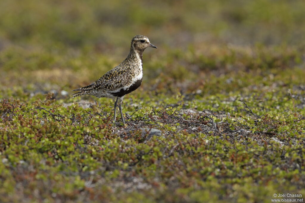 European Golden Plover