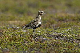 European Golden Plover