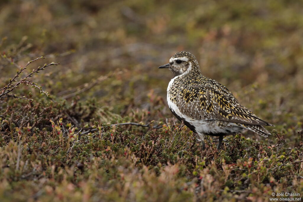 European Golden Plover