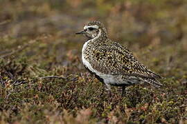 European Golden Plover