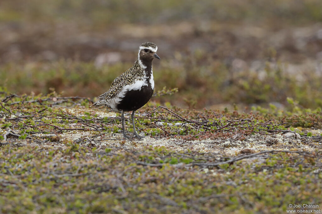 European Golden Plover