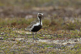 European Golden Plover