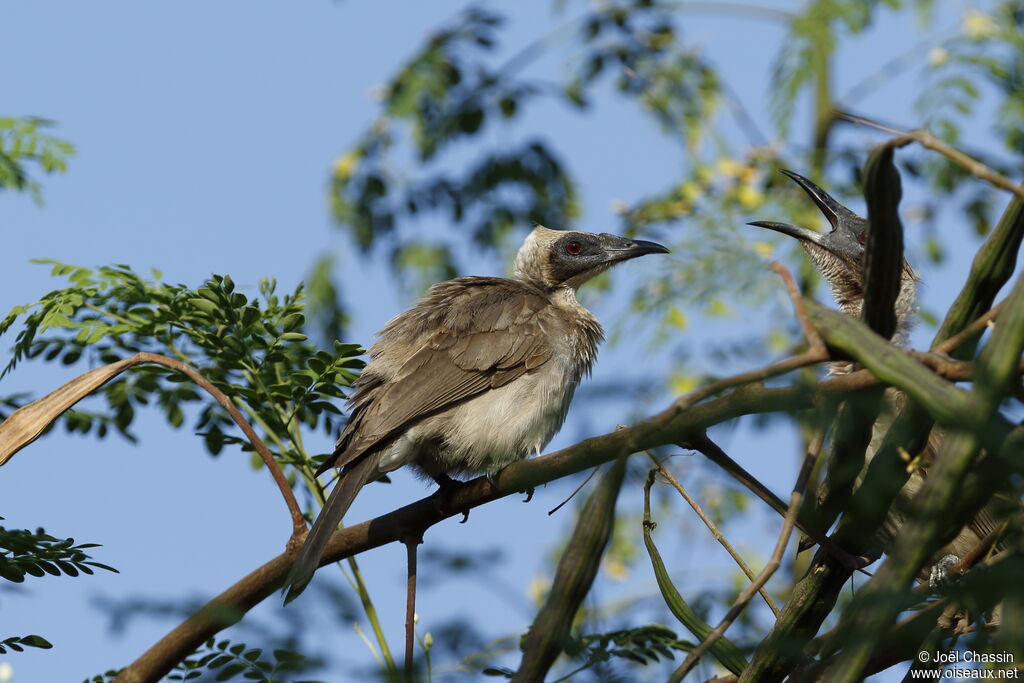 Polochion casqué, identification