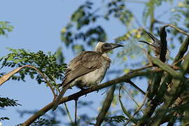 Helmeted Friarbird