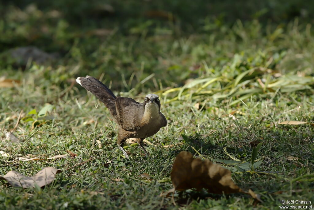 Grey-crowned Babbler, identification