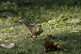 Grey-crowned Babbler