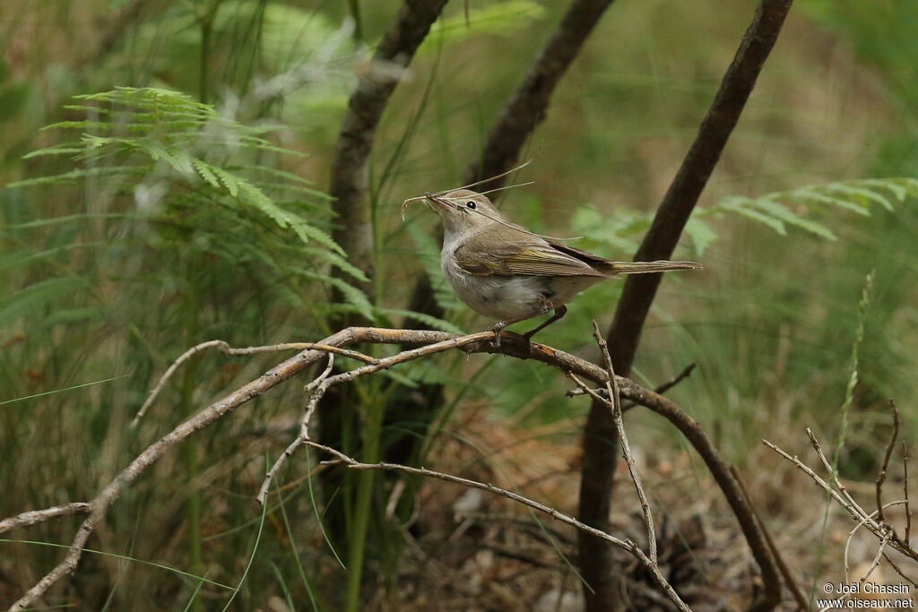 Pouillot de Bonelli, identification