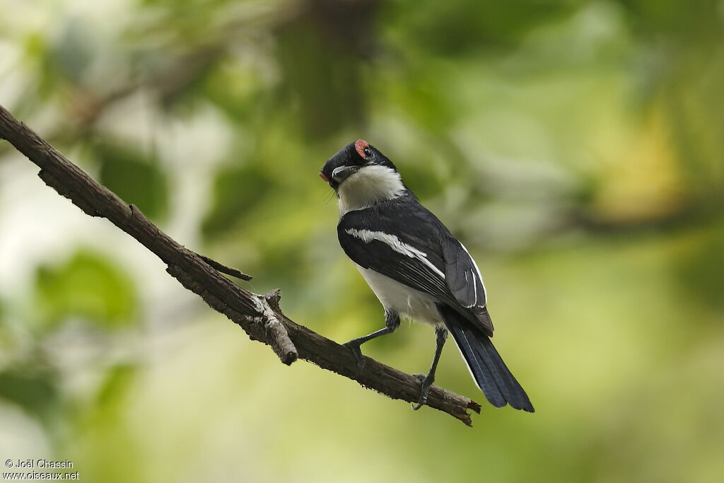 Brown-throated Wattle-eye, identification