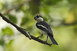 Brown-throated Wattle-eye