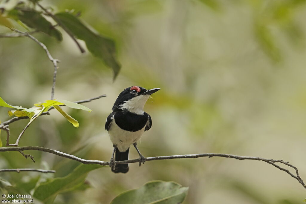 Brown-throated Wattle-eye, identification