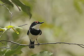 Brown-throated Wattle-eye