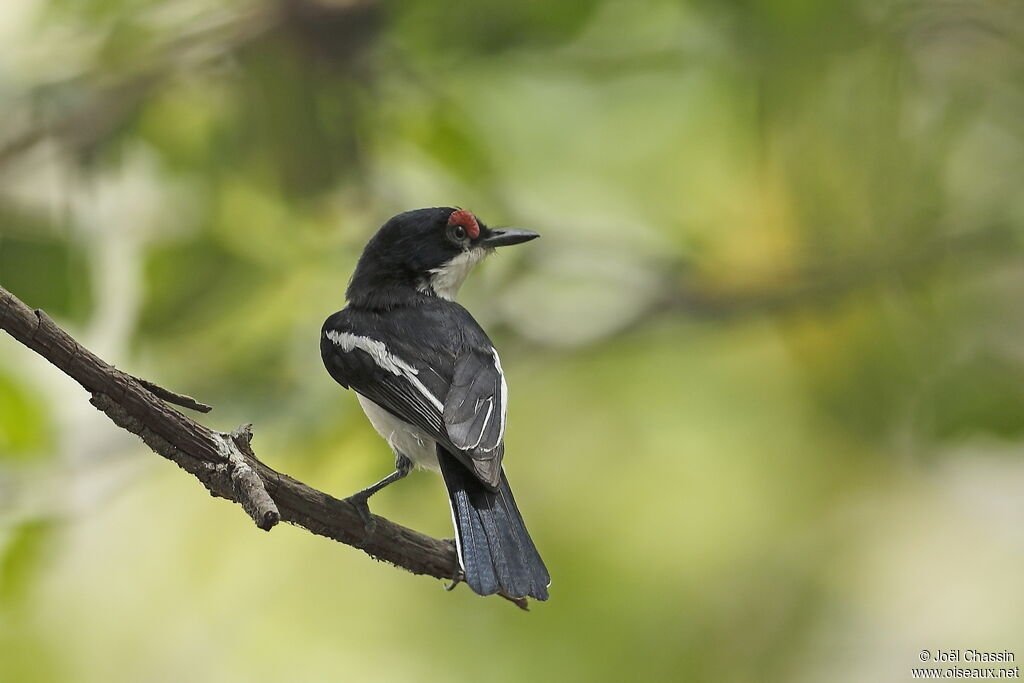 Brown-throated Wattle-eye, identification