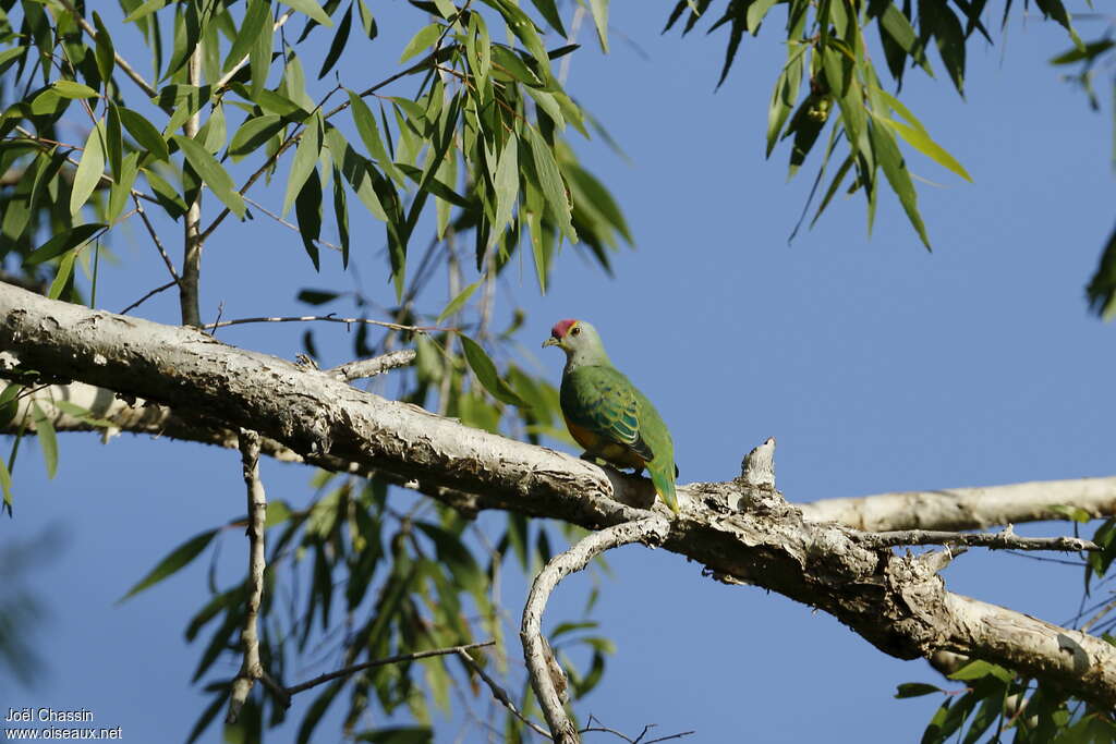 Ptilope à diadèmeadulte, habitat