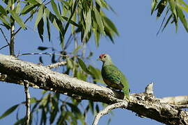 Rose-crowned Fruit Dove