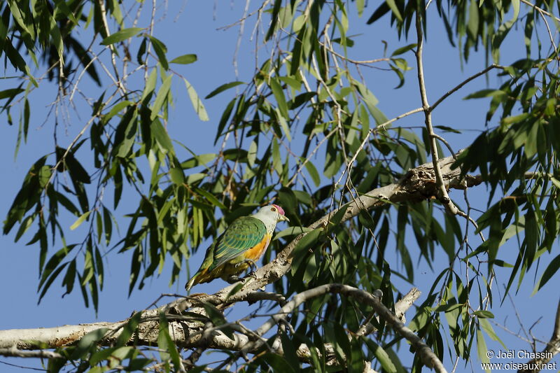 Rose-crowned Fruit Dove, identification