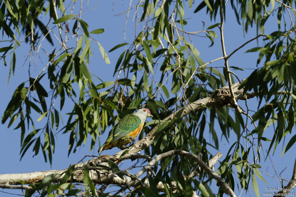 Ptilope à diadème, identification