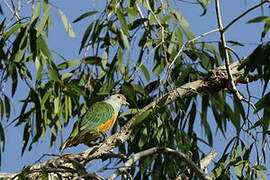 Rose-crowned Fruit Dove