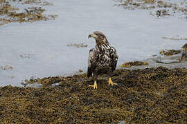 White-tailed Eagle