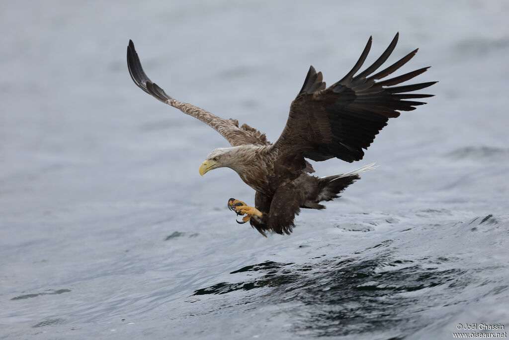 White-tailed Eagle