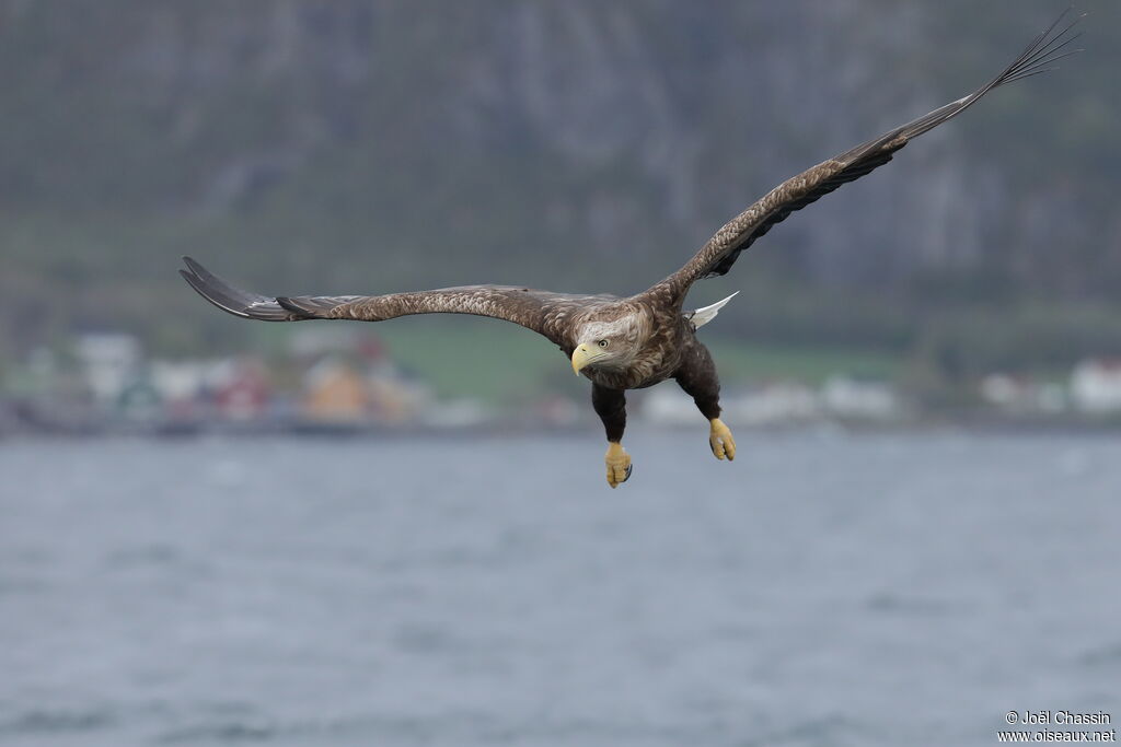 White-tailed Eagle