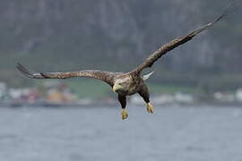 White-tailed Eagle