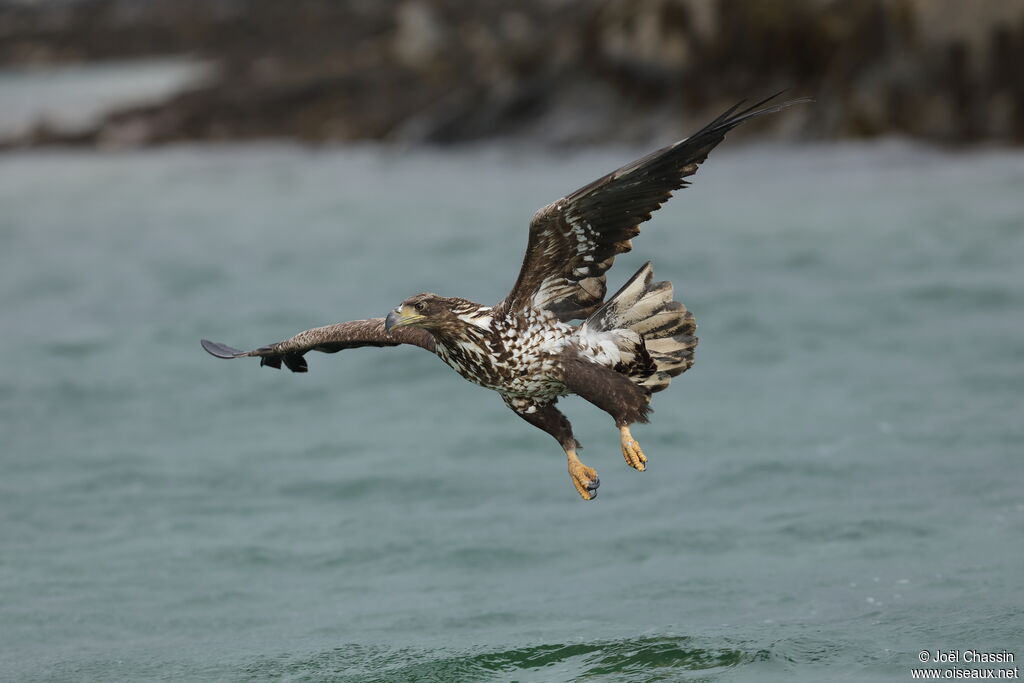 White-tailed Eagle