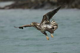 White-tailed Eagle