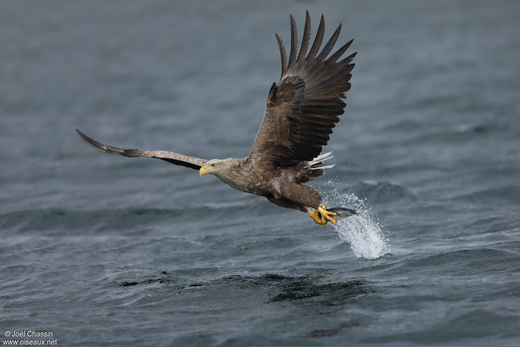 White-tailed Eagle