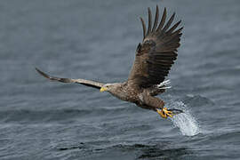 White-tailed Eagle