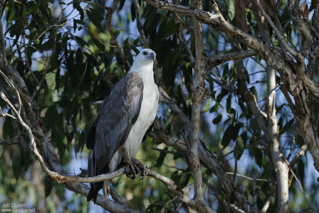 White-bellied Sea Eagleadult, identification