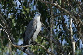 White-bellied Sea Eagle