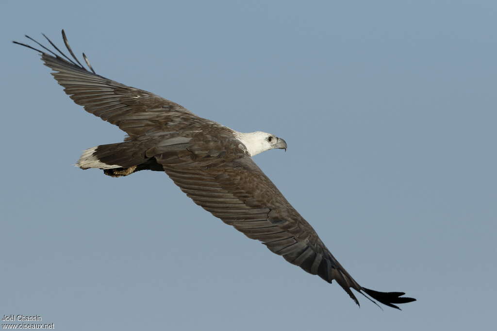 White-bellied Sea Eagleadult, identification