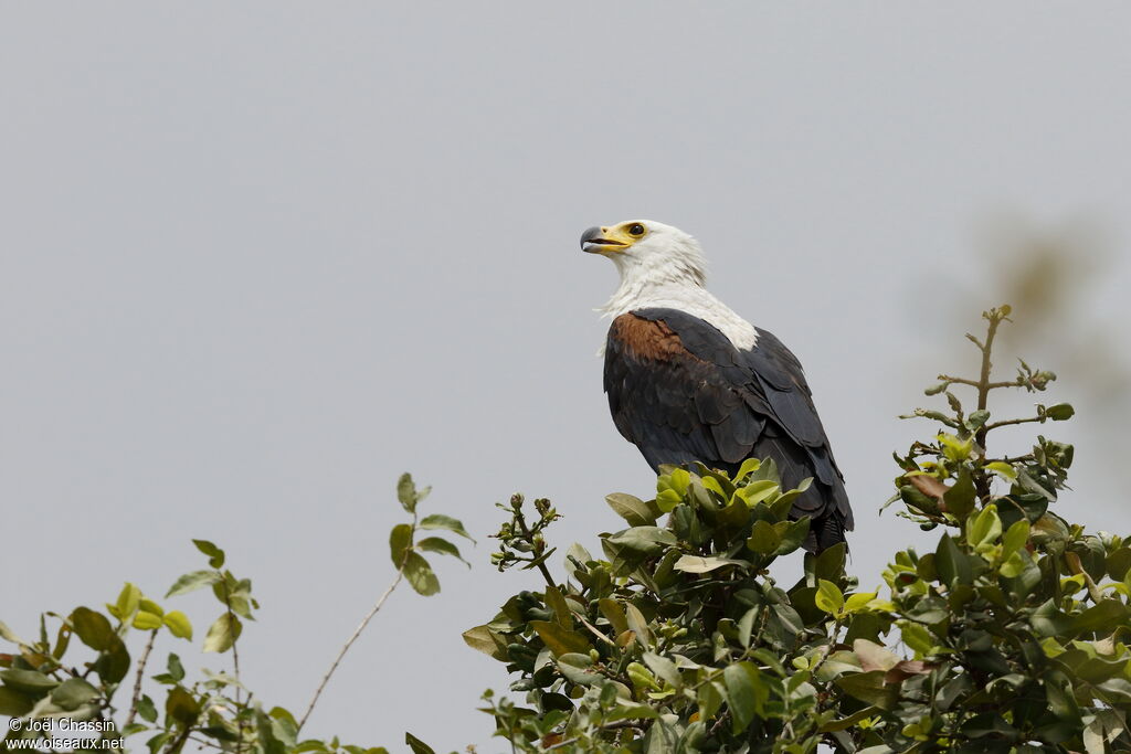 African Fish Eagle, identification